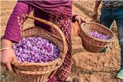 زعفران، سد محکمی در برابر ابتلا به آلزایمر