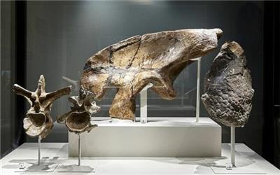 نمایش بقایای چند دایناسور  در بریتانیا