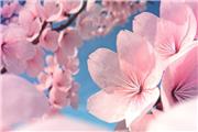 جشنواره شکوفه گیلاس ژاپن