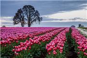 کاهش تجمع گردشگران با قطع شاخه‌ گل‌های لاله در هلند