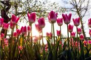 جشنواره گل‌های لاله در اراک/ عکس