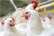 قیمت جدید مرغ زنده تعیین شد/ 13 هزار تومان به ازای هرکیلوگرم