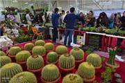 مجوز نمایشگاه دائمی گل و گیاهان زینتی محلات صادر شد