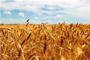 خرید تضمینی 8 میلیون تن گندم در سال جاری