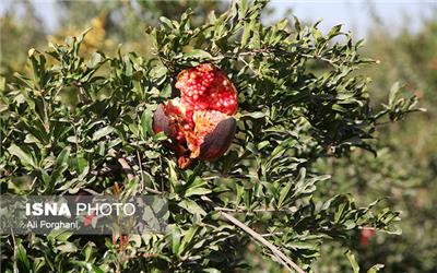 جشنواره انار اشرف در بهشهر برگزار می‌شود